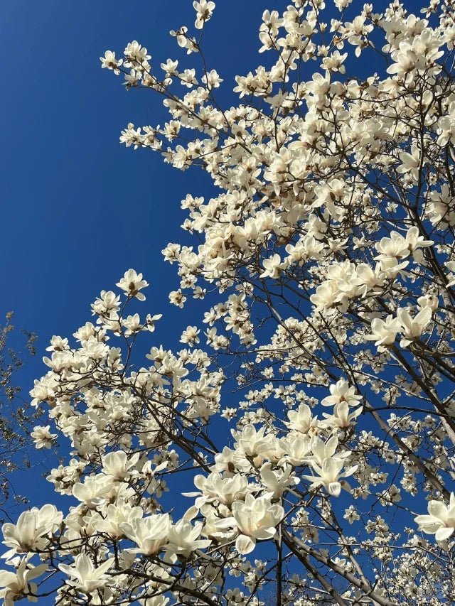 5 Bedroom Makeover Ideas To Try This Spring with Ever Lasting♥ - Ever Lasting