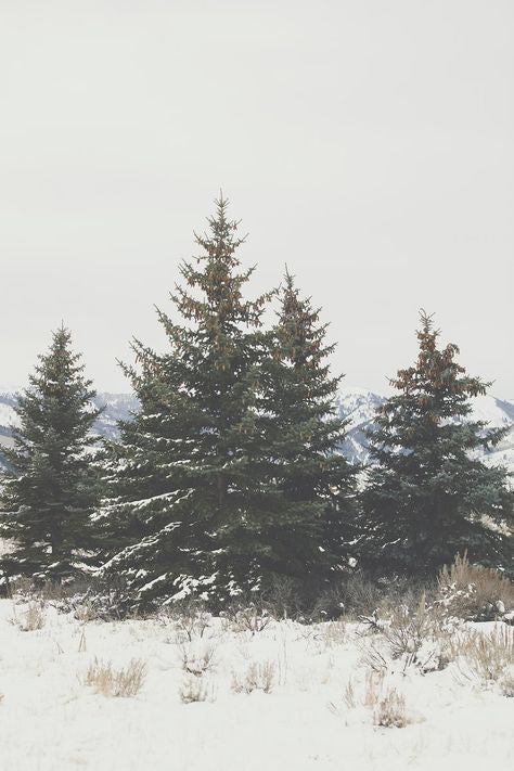 Cozy Nights by Ever Lasting