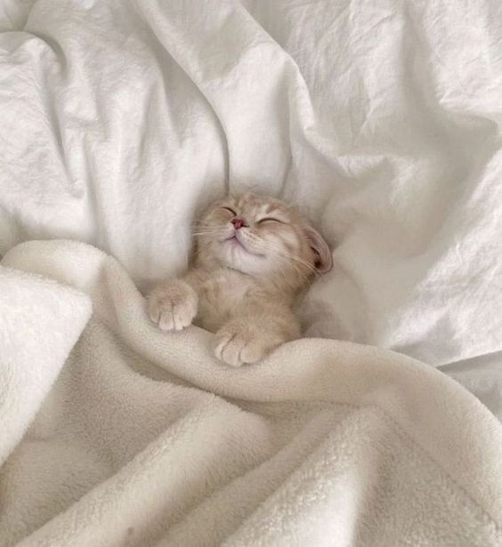 Does My Cat Need a Blanket at Night: Essential Comfort Tips