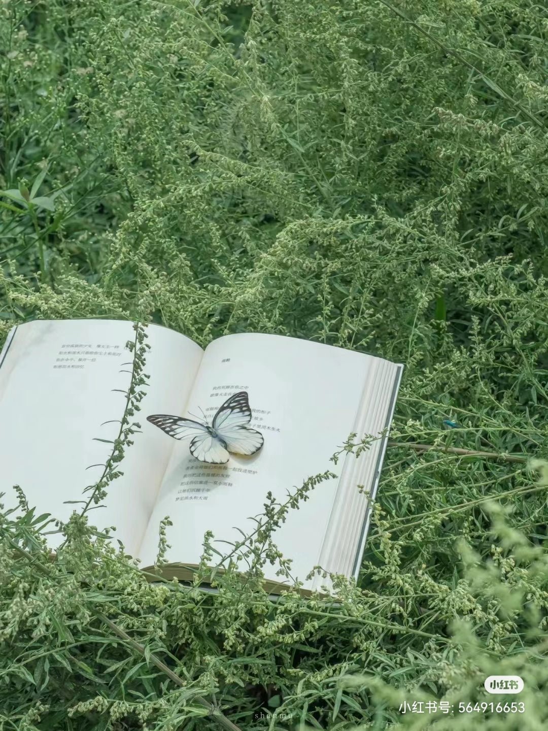 Embrace the FairyCore aesthetic with Ever Lasting - Ever Lasting