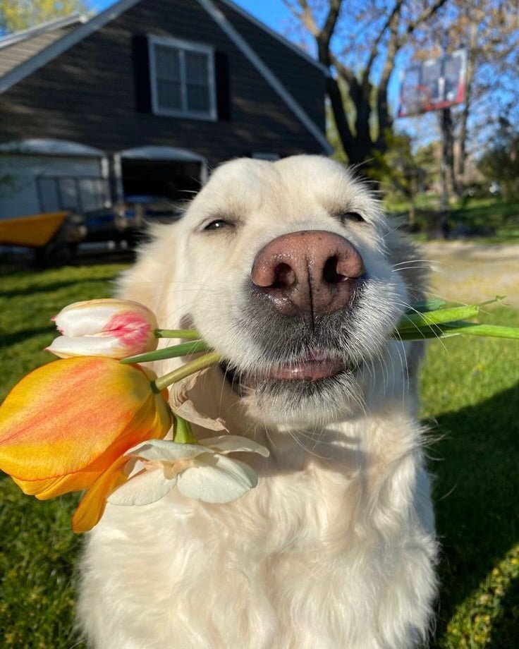 National Love Your Pet Day: Pet-Friendly Bedding Ideas - Ever Lasting