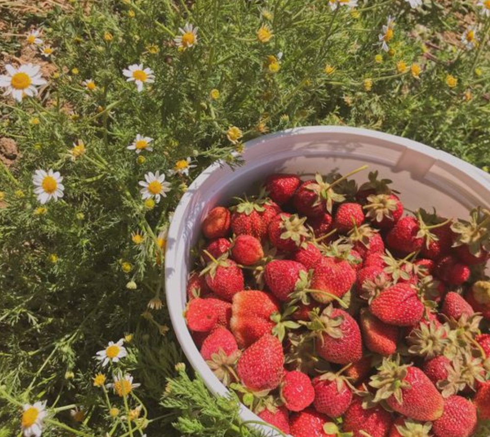 Strawberry Girl Bedroom Inspo by Ever Lasting Fabrics