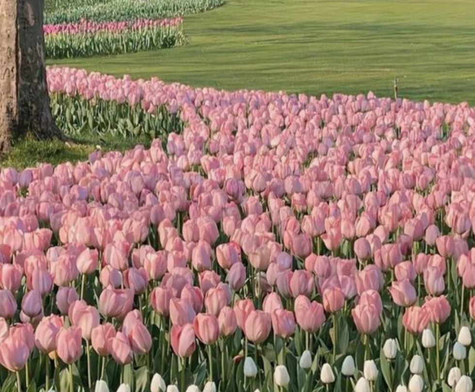 Spring BEDROOM BY EVER LASTING