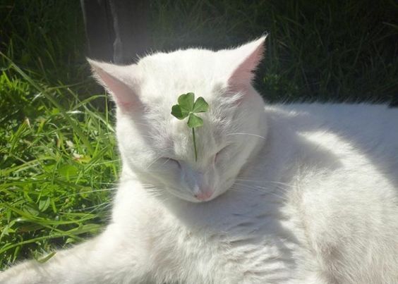 Decorating Ideas to Transform Your Room for St. Patrick's Day ♡ - Ever Lasting