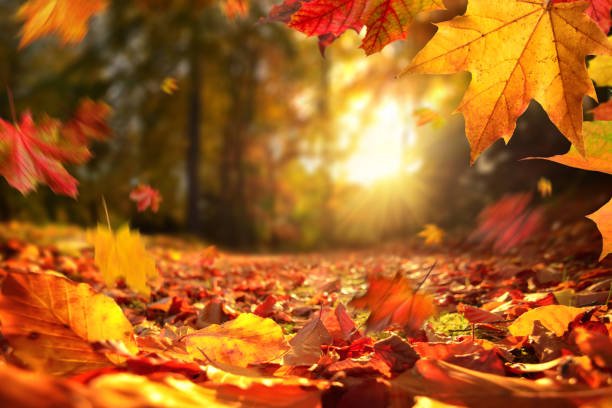 Embrace Autumn Bliss: Designing the Perfect Cozy Cottage Fall Bedroom - Ever Lasting