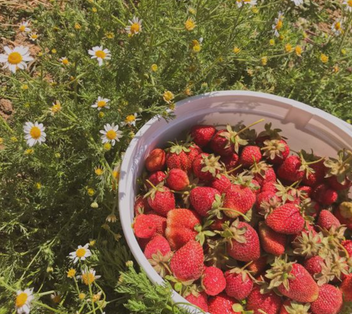 Strawberry Girl Bedroom Inspo by Ever Lasting Fabrics