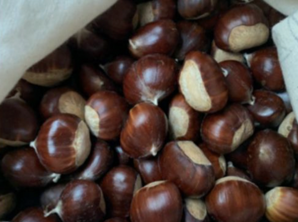 Chestnuts with Ever Lasting
