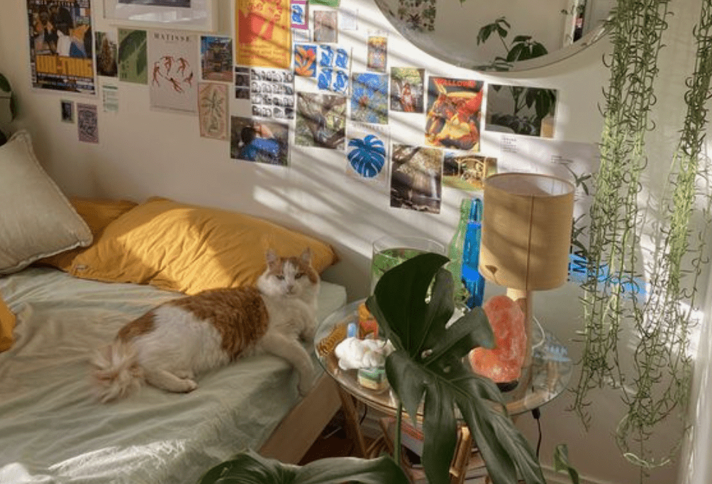 Top 10 Dream Dorm Essentials with Ever Lasting ♡ - Ever Lasting