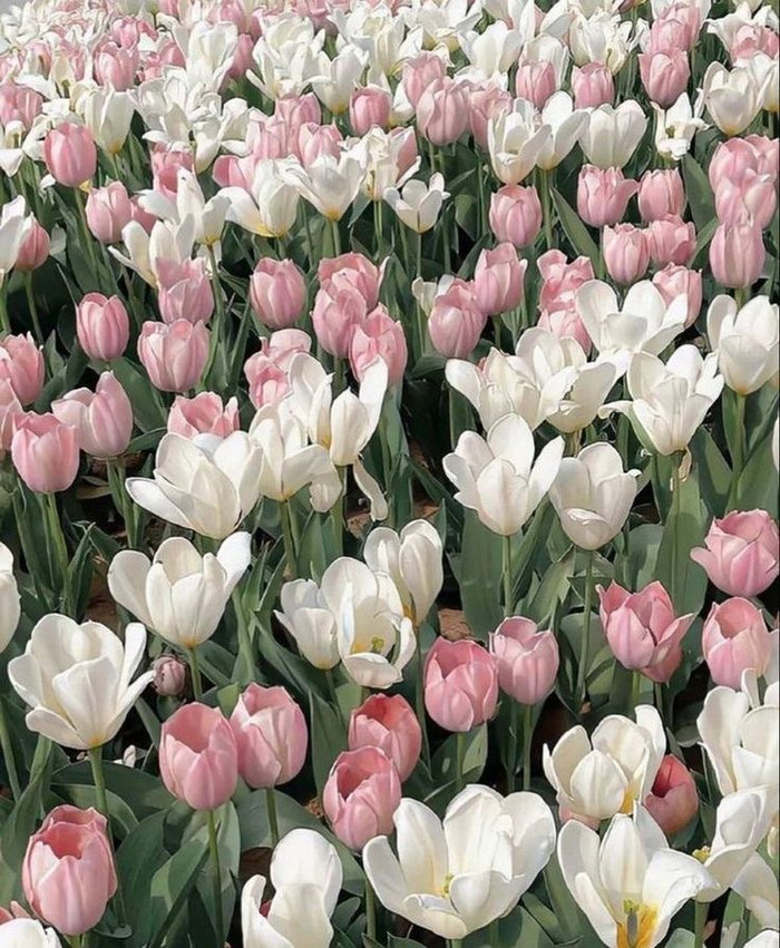 Transforming Your Bedroom  with the Pink Spring Aesthetic - Ever Lasting